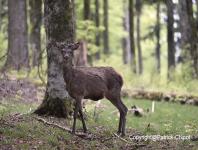 images/CERF-ET-CHEVREUIL/cerf-10-mai-2015 copie.jpg